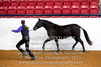 064 National Grand Champion Andalusian JR Mares 3&4 Year Olds