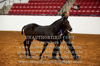 046 National Championship Half-Andalusian Western Stockhorse All Ages/Sexes