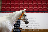 107 - National Grand Championship Andalusian JR. Geldings 3 Yrs & Under