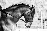 Hearthstone Riding Stables Schooling Shows