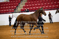 069 National Championship Half-Andalusian Mares All Ages ATH