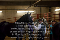 032 National Championship Spanish Mares 3 & 4 Year Olds