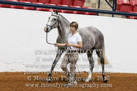 024 National Championship Lusitano Fillies 3 Years and Under
