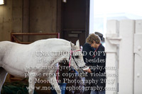 045 National Championship Half-Andalusian Sport Horse All Ages/Sexes
