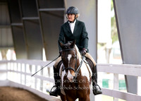 Sporthorse Under Saddle