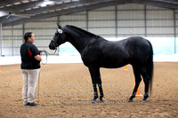 Sporthorse In Hand