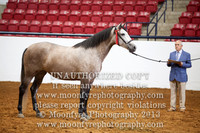 033 National Championship Spanish mares 5 Years and Over
