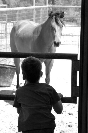 horse photographer tx g4