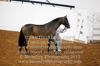 050/051: 050 USDF Young Horse Dressage Prospect In Hand Fillies 3 Years and Under & 051 USDF Mature Horse Dressage SH Breeding In Hand Mares 4 Years & Over