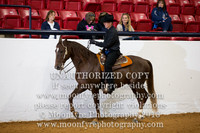 80 National Champion Andalusian Western Pleasure Amateur