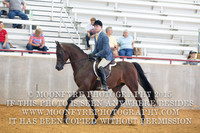 109 Arabian Hunter Pleasure Junior Horse