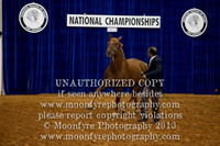 115 - IALHA Natl. Halter Futurity Championships - 3 Yr. Old Half-Andalusian Geldings