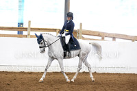 Sport Horse Under Saddle