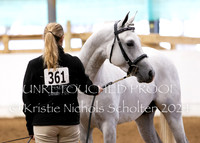 Sporthorse in Hand