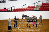 104 - National Grand Championship Andalusian Fillies 2 Yrs Old & Under