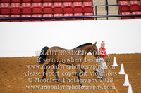 053 USDF Young Horse Dressage SH Prospect In Hand Colts 3 Years and Under