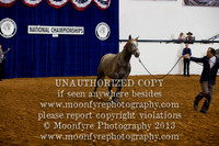 114 - IALHA Natl. Halter Futurity Championships - 3 Yr. Old Andalusian Mares