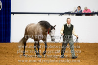072 National Champion Andalusian SR Mares 5 Years and Over
