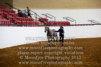 112 - IALHA Natl. Halter Futurity Championships - 3 Yr. Old Half-Andalusian Mares