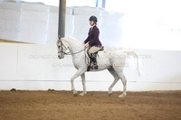 Sport Horse Under Saddle