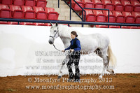034 National Championship Spanish Colts 2 Years and Under