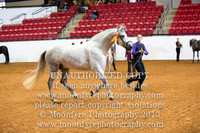 065 National Grand Champion Andalusian JR Stallions 3&4 Year Olds