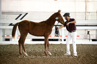 Dressage Breeders Show