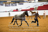 067 National Grand Champion Half-Andalusian Geldlings ALL Ages