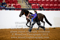 110 - National Championship Andalusian Stallions - All Ages - Amateur to Handle