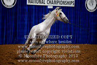 Tuesday Watt Arena: Specialty Halter Classes