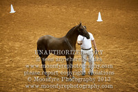 052 USDF Dressage SH Breeding In Hand Half-Andalusian Mares All Ages