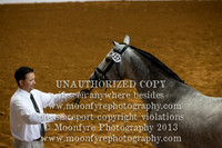 056 USDF Dressaage SH Breeding In-Hand Andalusian Geldings All Ages