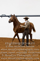 026 National Championship Lusitano Colts 3 Years and Under