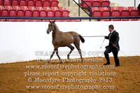 105 - National Grand Championship Half-Andalusian Fillies 2 Yrs Old & Under