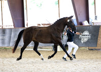 2024 Haras DSHB Championships and Dressage Schooling Show