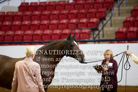 068 National Grand Championship Andalusian Senior Geldings 4 Years and Over