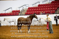 108 - National Championship Andalusian Geldings - All Ages - Amateur to Handle